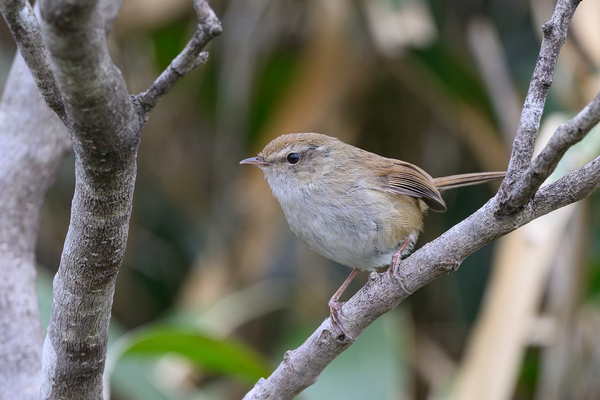 Brownish-flanked Bush Warbler - ML652250483