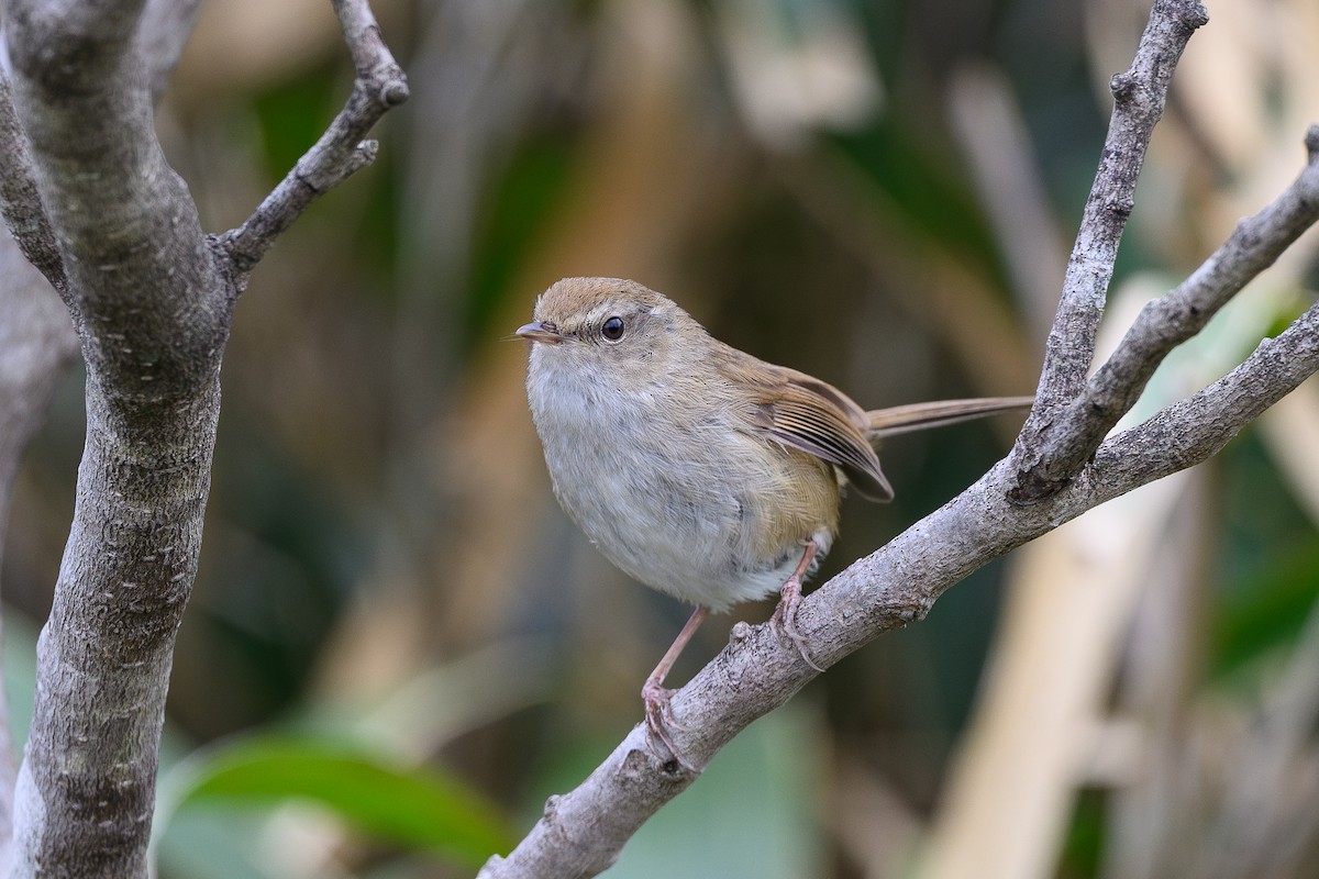 Brownish-flanked Bush Warbler - ML652250484
