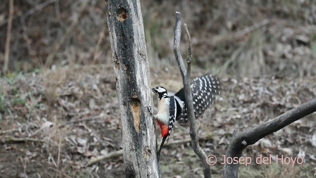 Pico Picapinos - ML652250696