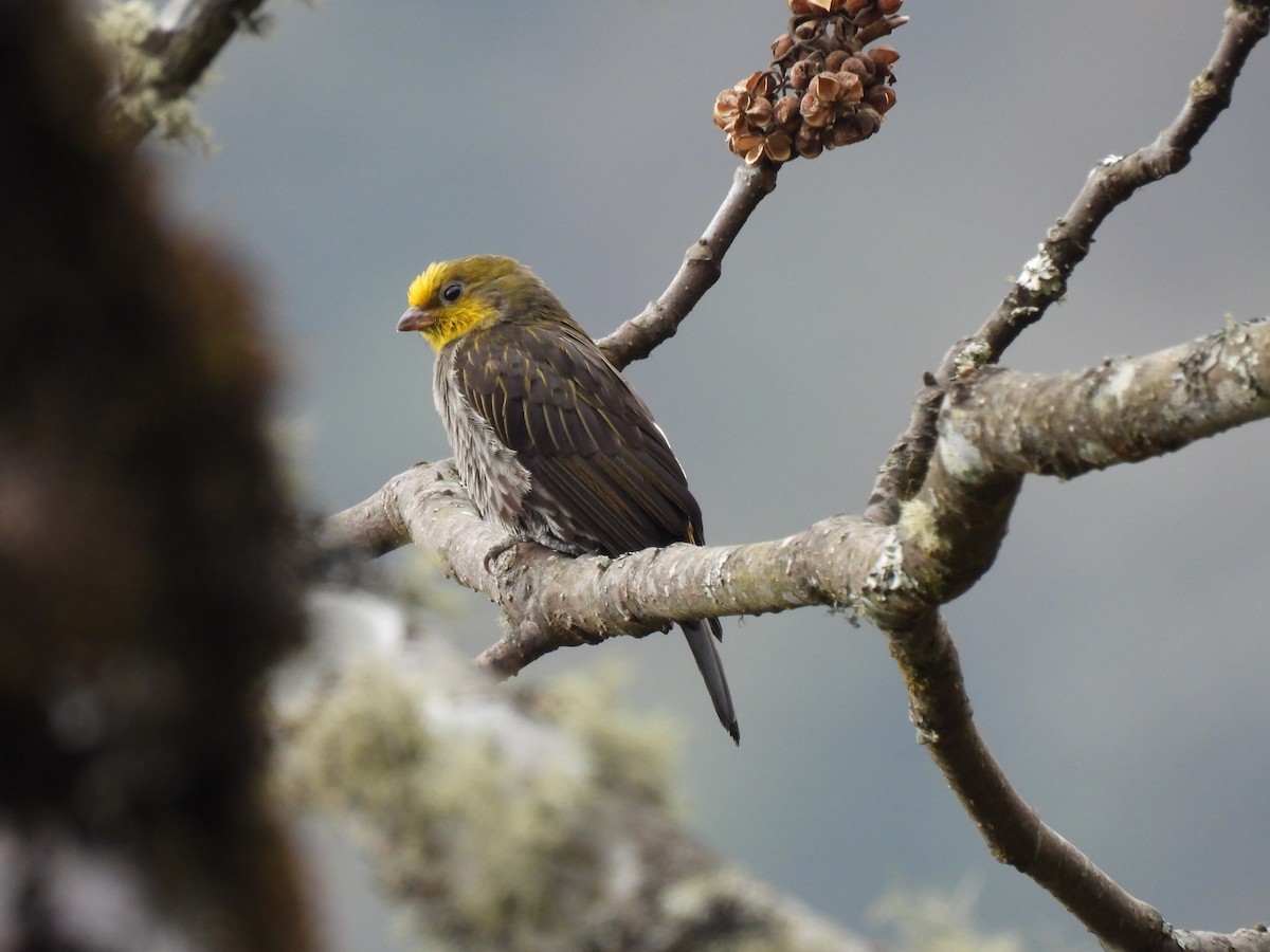 Sarı Sırtlı Balkılavuzu - ML652250892