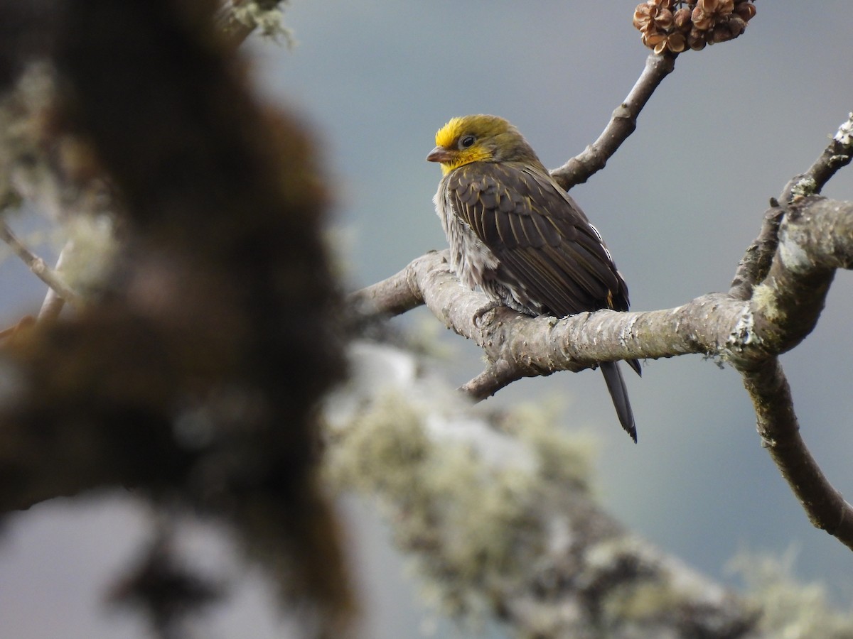 Sarı Sırtlı Balkılavuzu - ML652250905