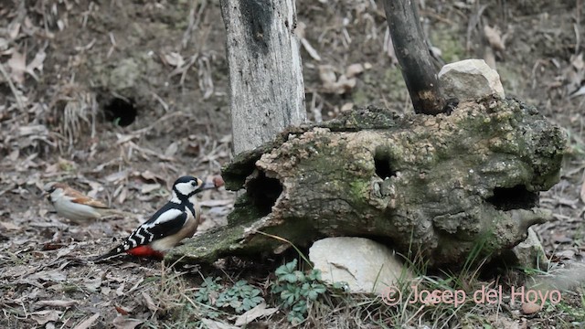 Pico Picapinos - ML652250970