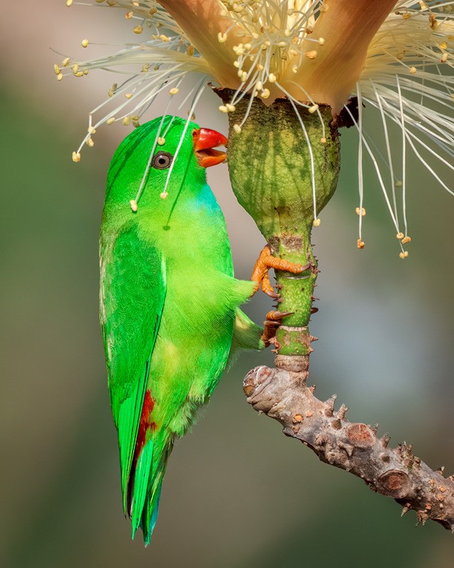 Vernal Hanging-Parrot - ML652250980