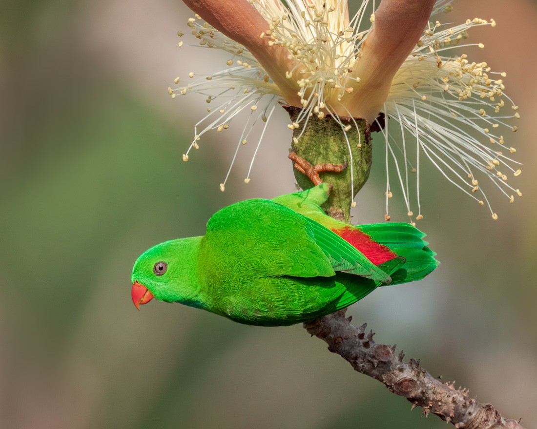 Vernal Hanging-Parrot - ML652250981