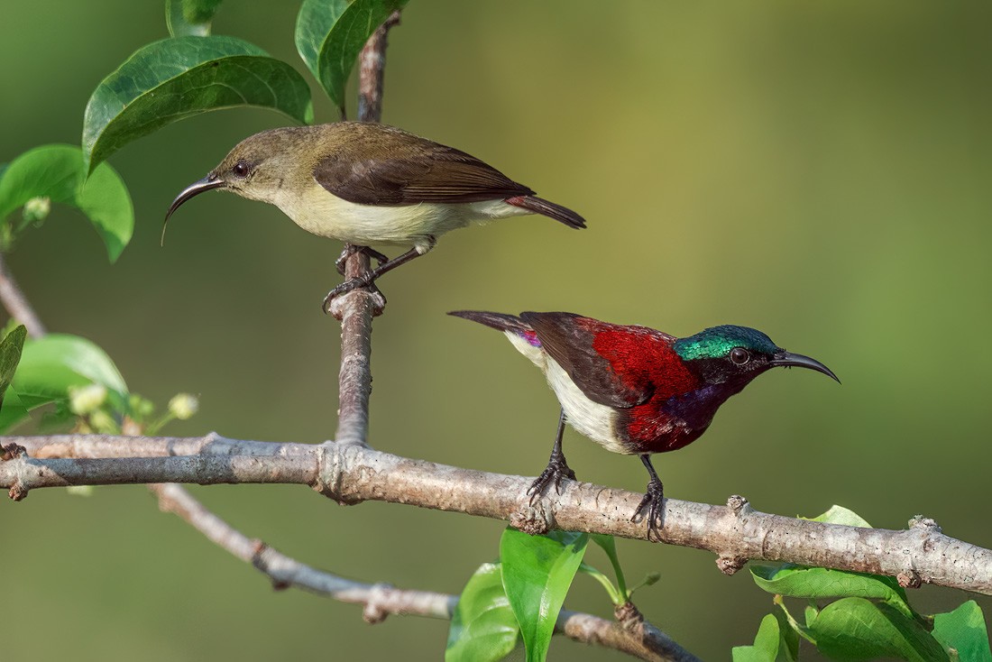 Crimson-backed Sunbird - ML652251017
