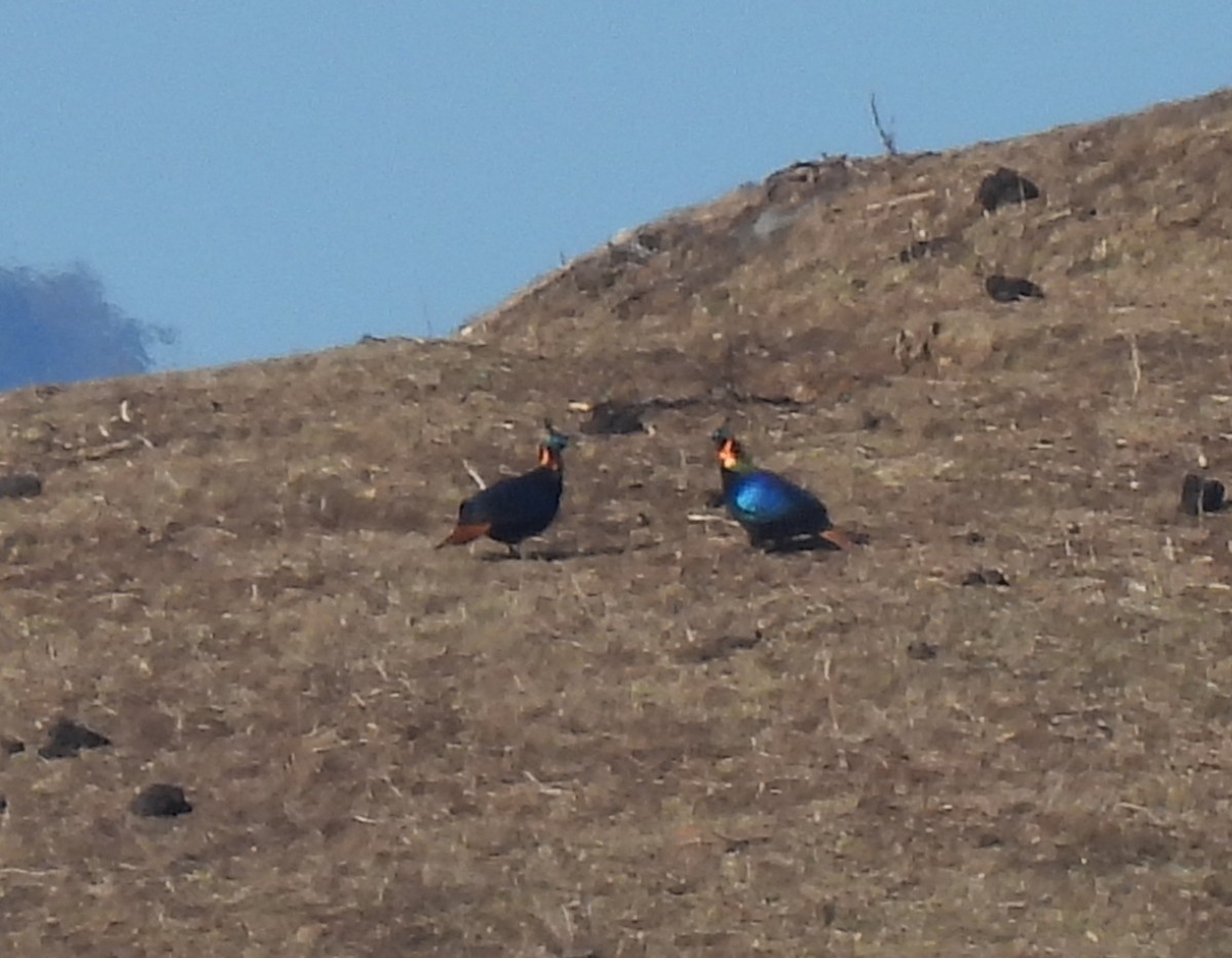 Himalaya Monalı - ML652251153