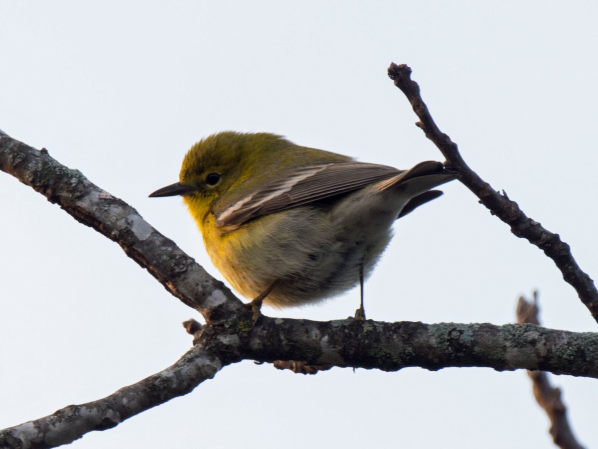 マツアメリカムシクイ - ML652251272