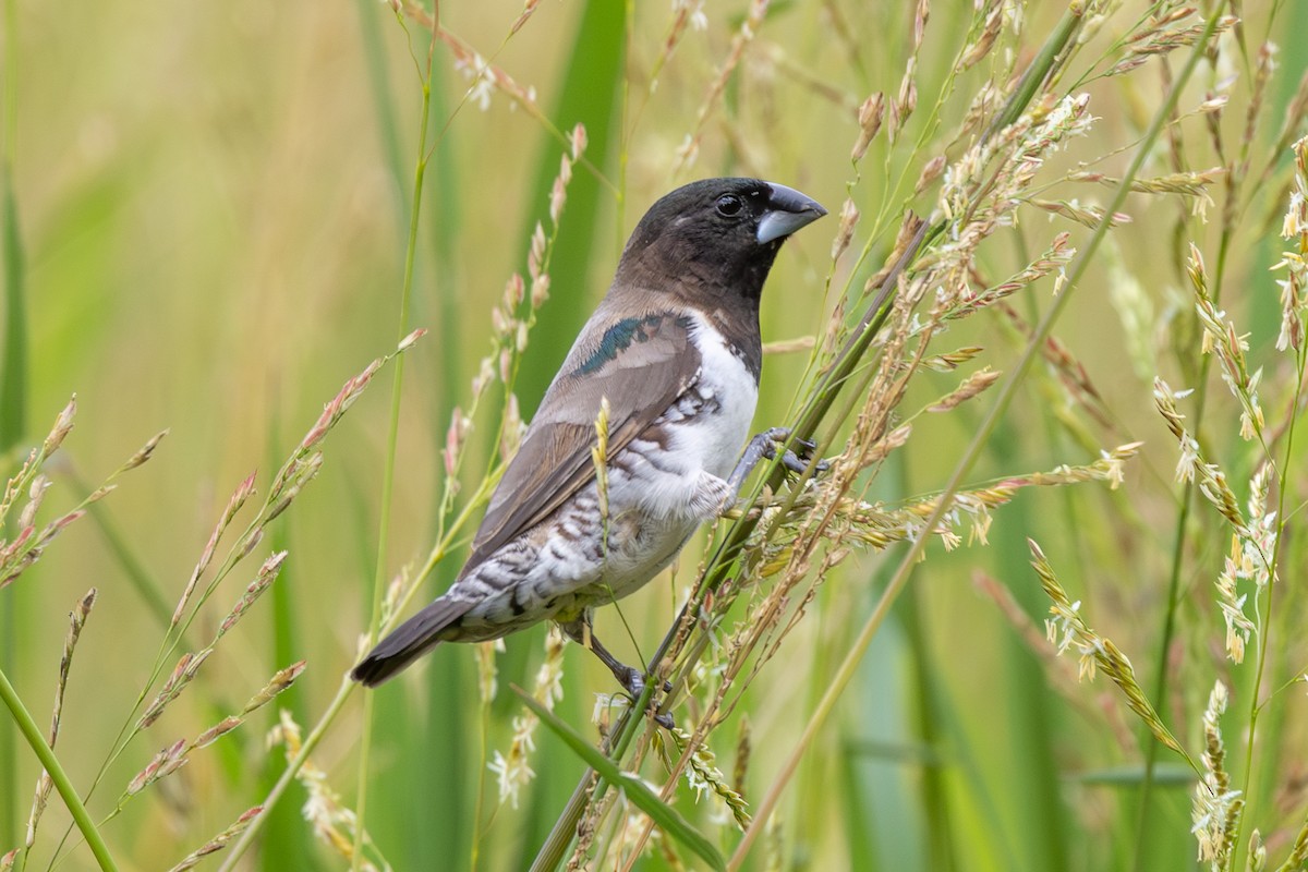 Bronze Mannikin - ML652251535