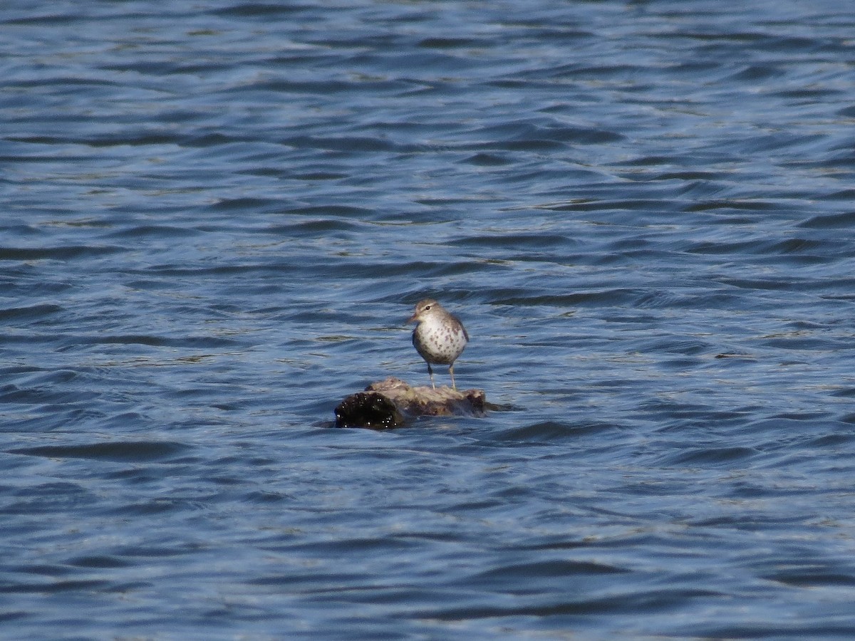 Spotted Sandpiper - ML65225161