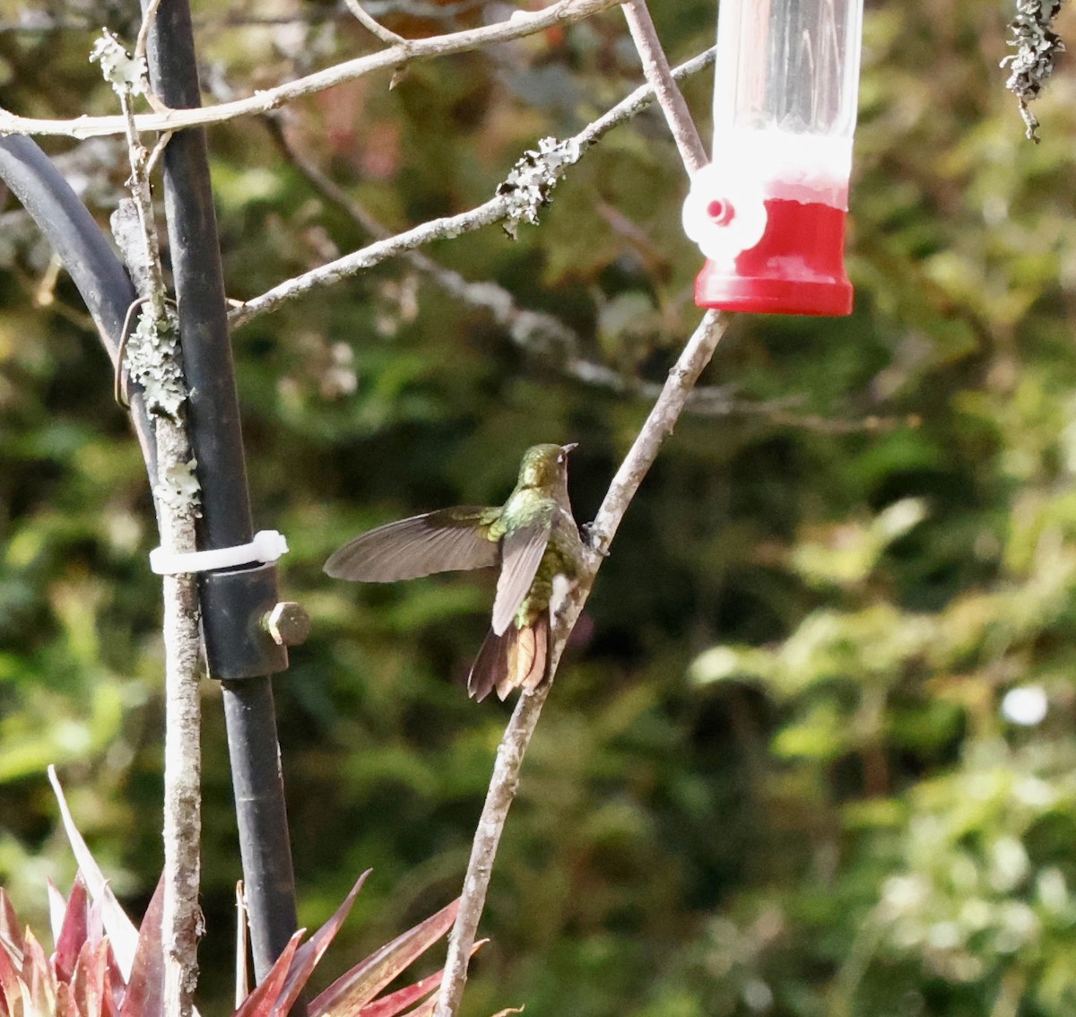 Smaragdkehl-Glanzschwänzchen - ML652251850