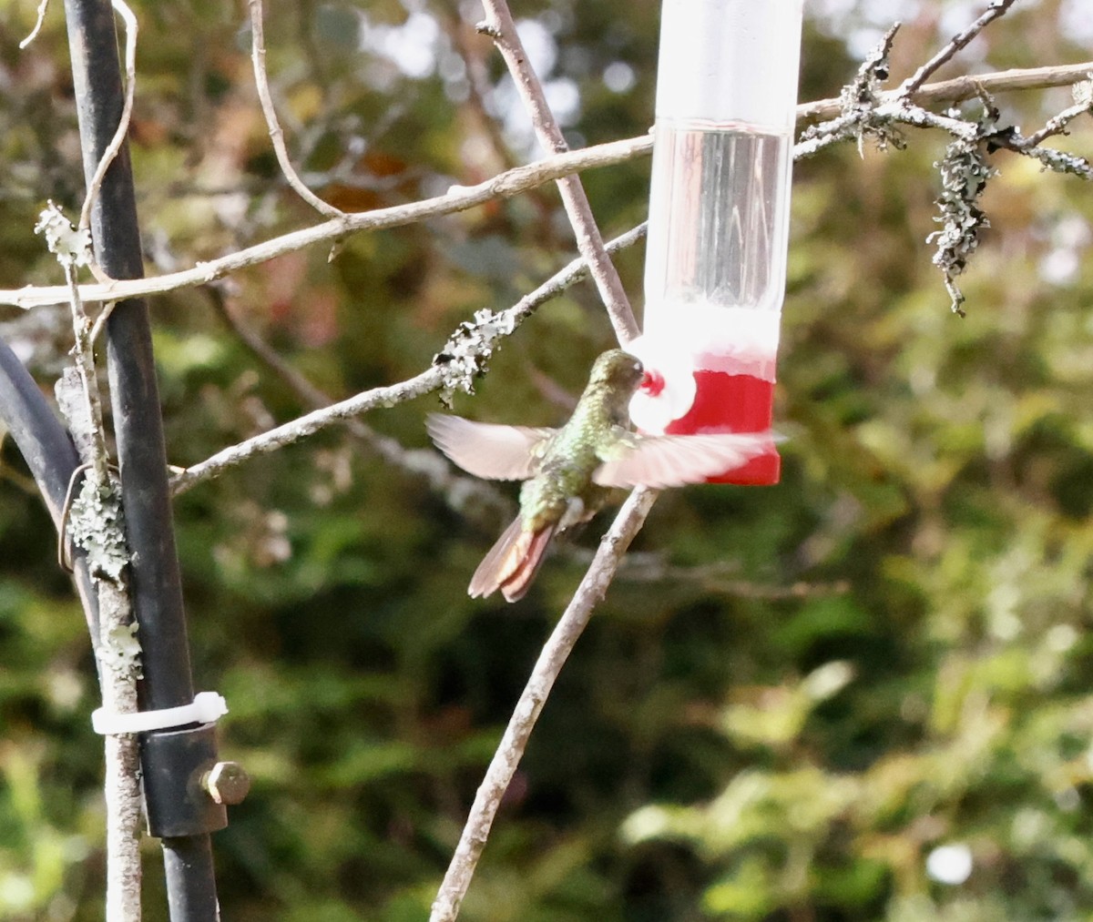 Smaragdkehl-Glanzschwänzchen - ML652251851