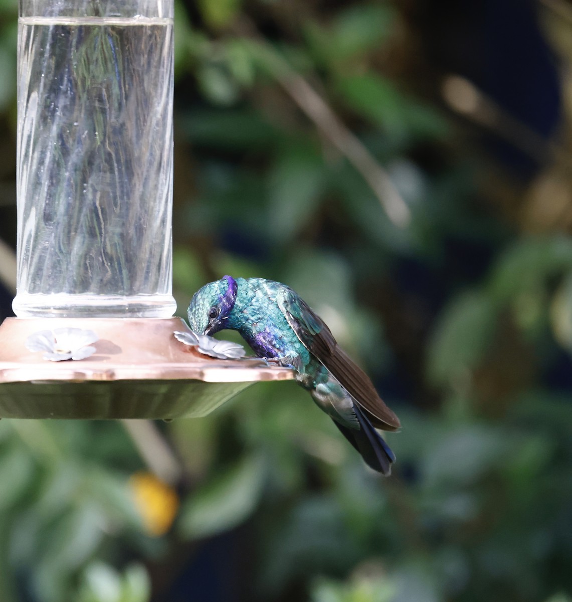 Glanz-Veilchenohrkolibri - ML652251895