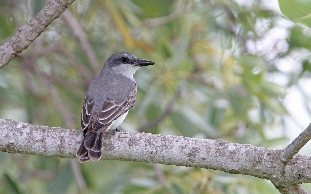 Gray Kingbird - Christoph Moning