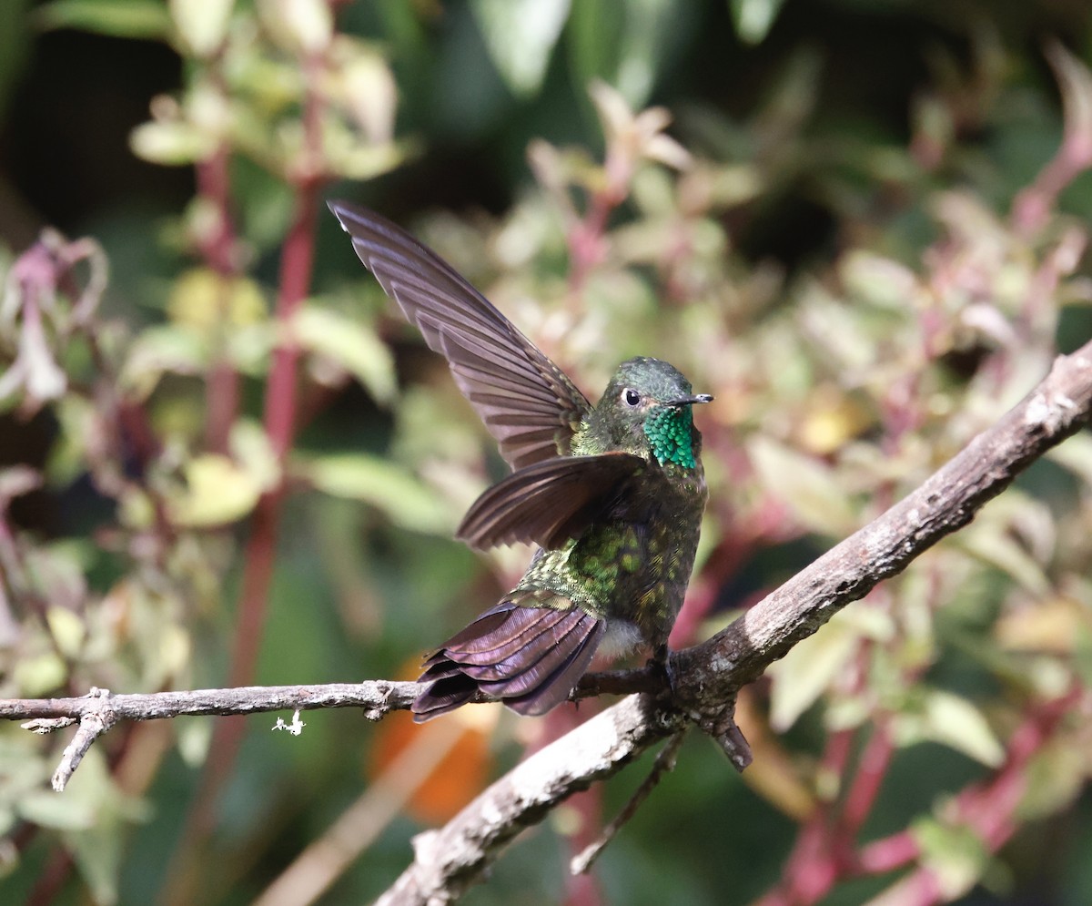 Smaragdkehl-Glanzschwänzchen - ML652251916