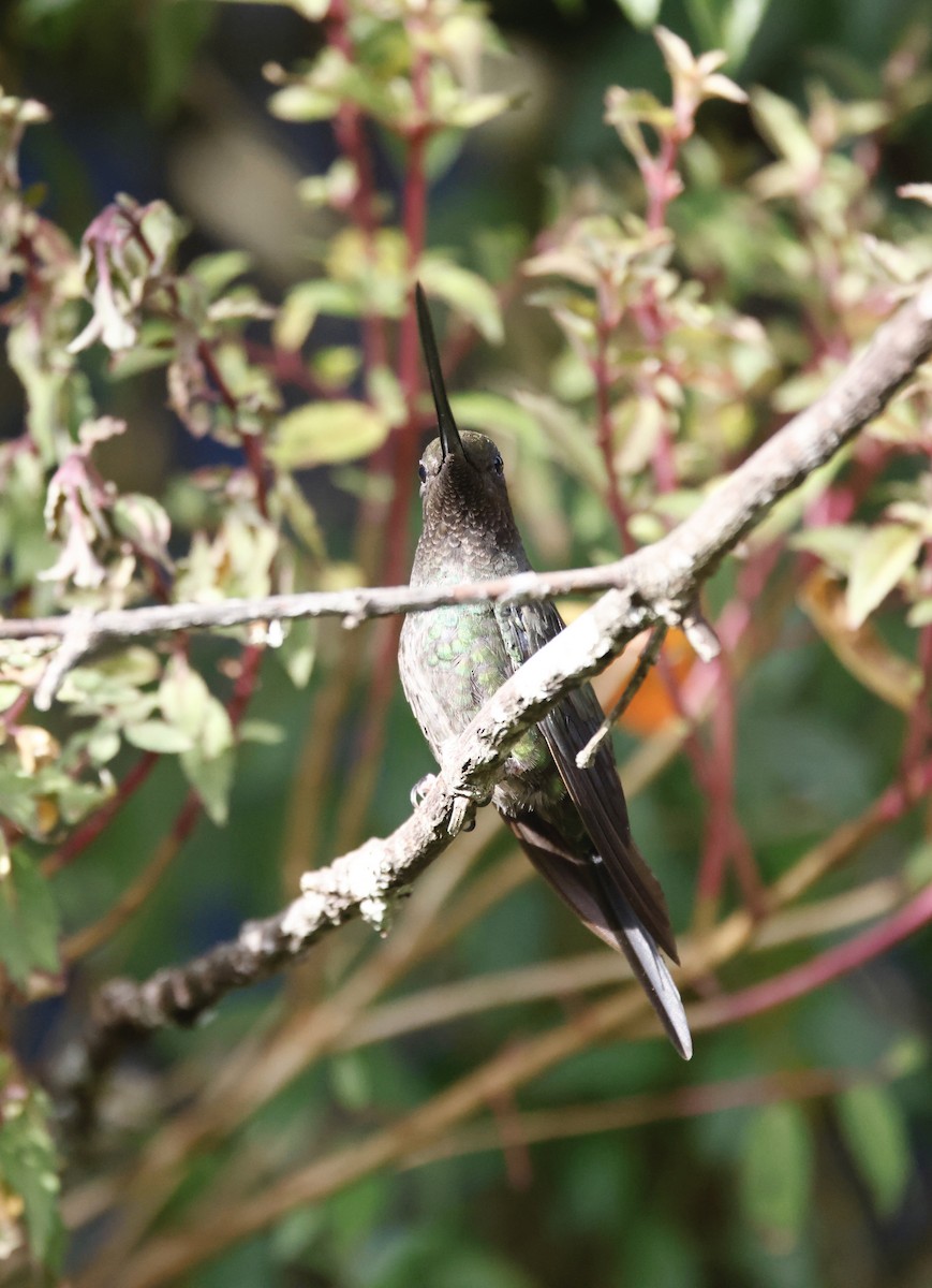 Schwertschnabelkolibri - ML652251980