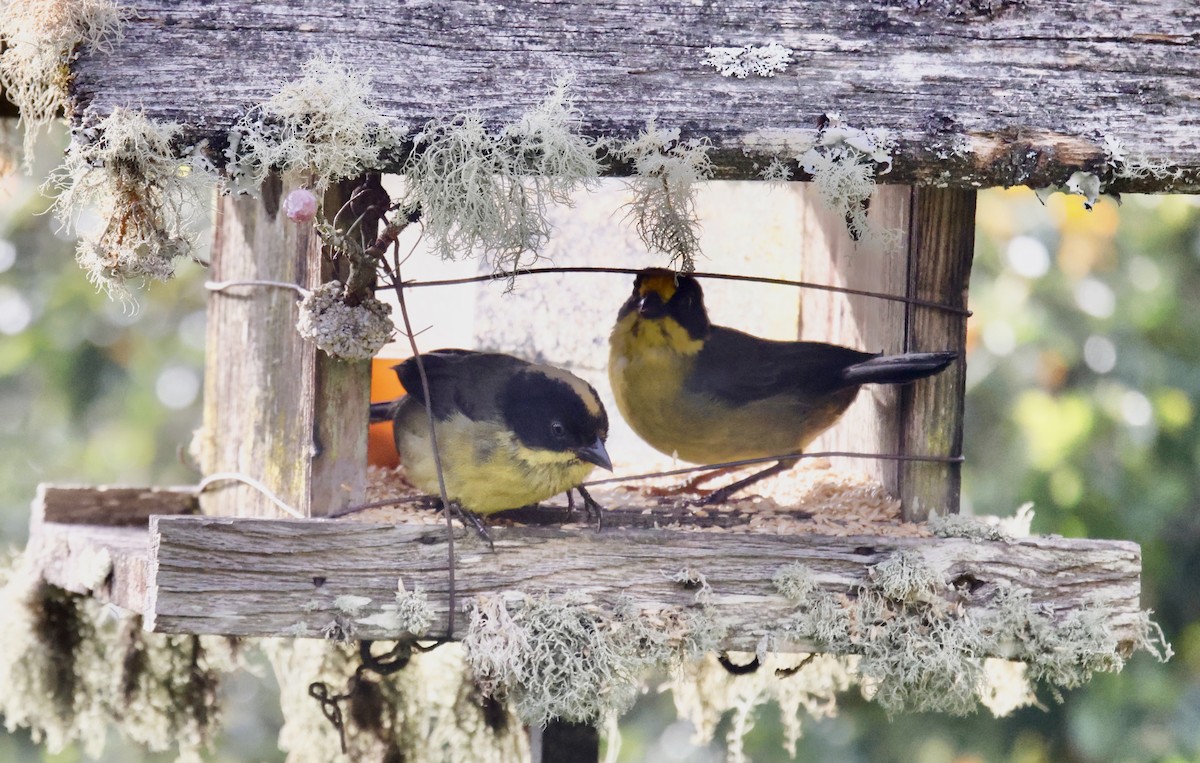 Zimtstirn-Buschammer - ML652252053