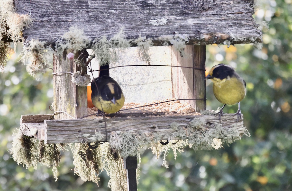 Zimtstirn-Buschammer - ML652252054