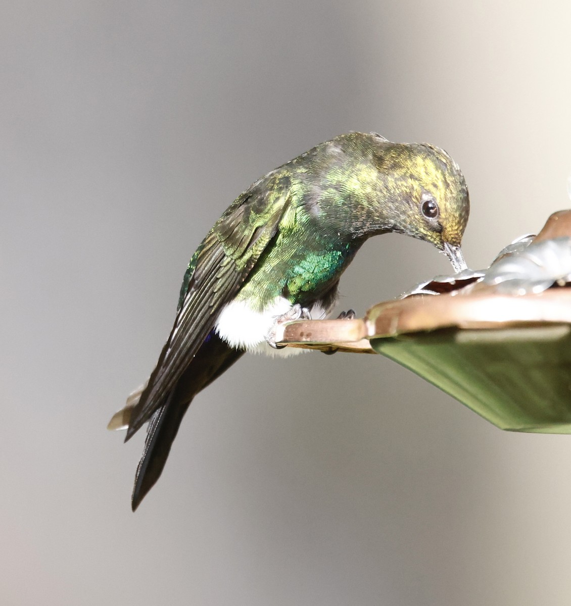 Violettkehl-Höschenkolibri - ML652252166