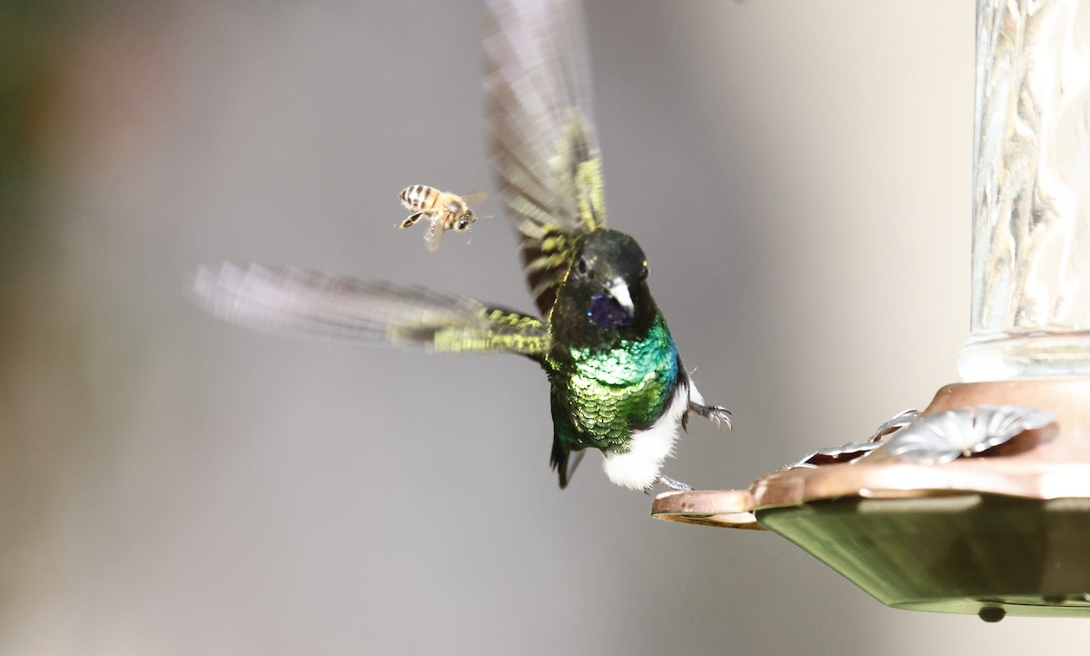 Violettkehl-Höschenkolibri - ML652252167