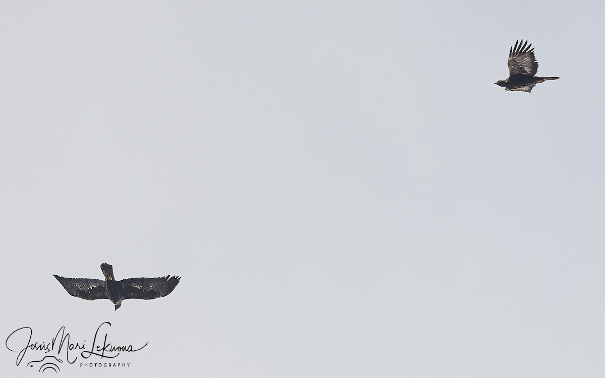 Águila Real - ML652252200