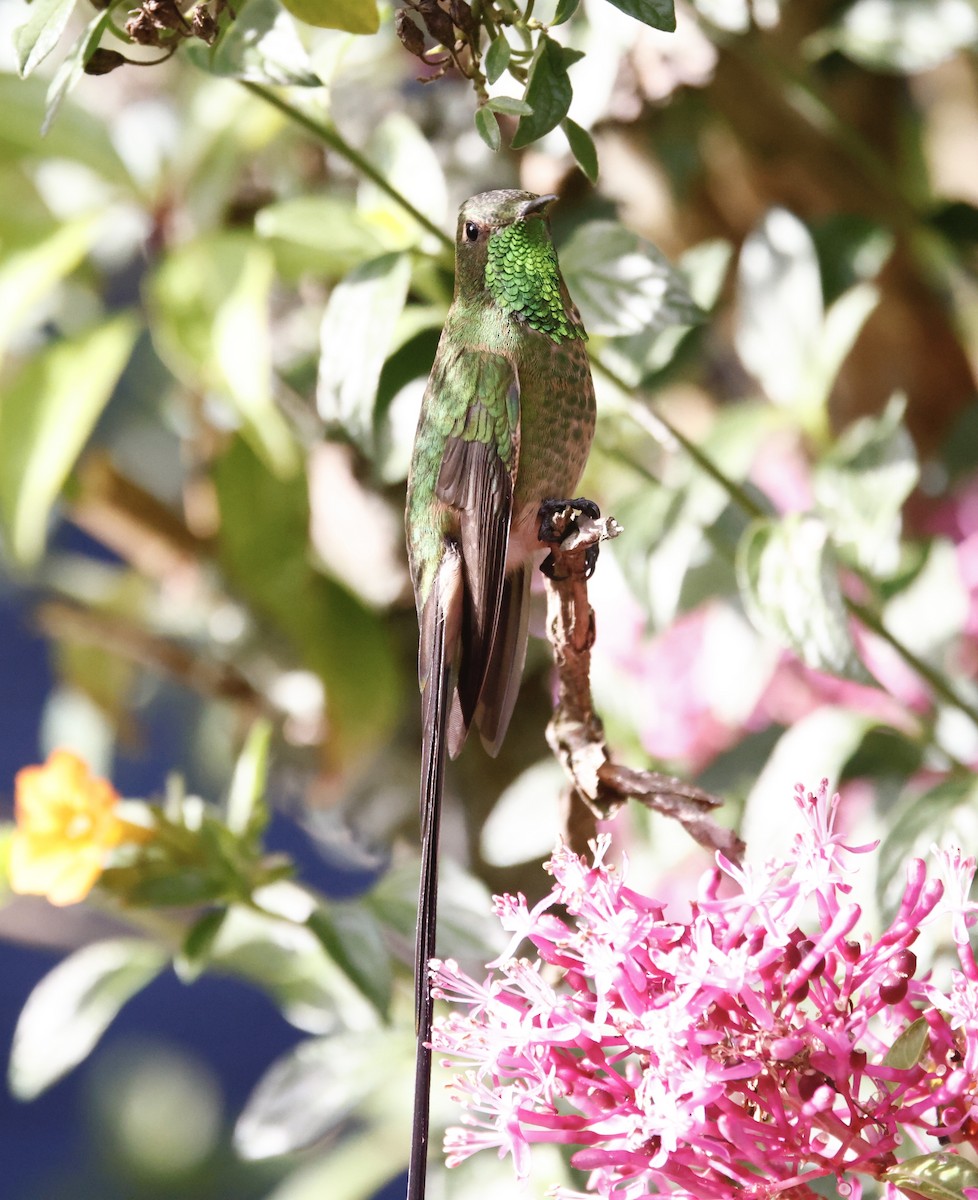 Schwarzschwanzsylphe - ML652252224