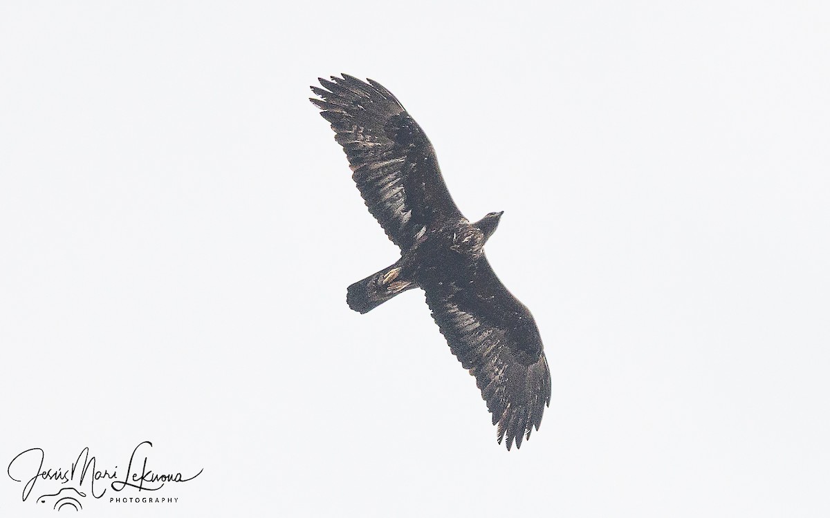 Águila Real - ML652252248