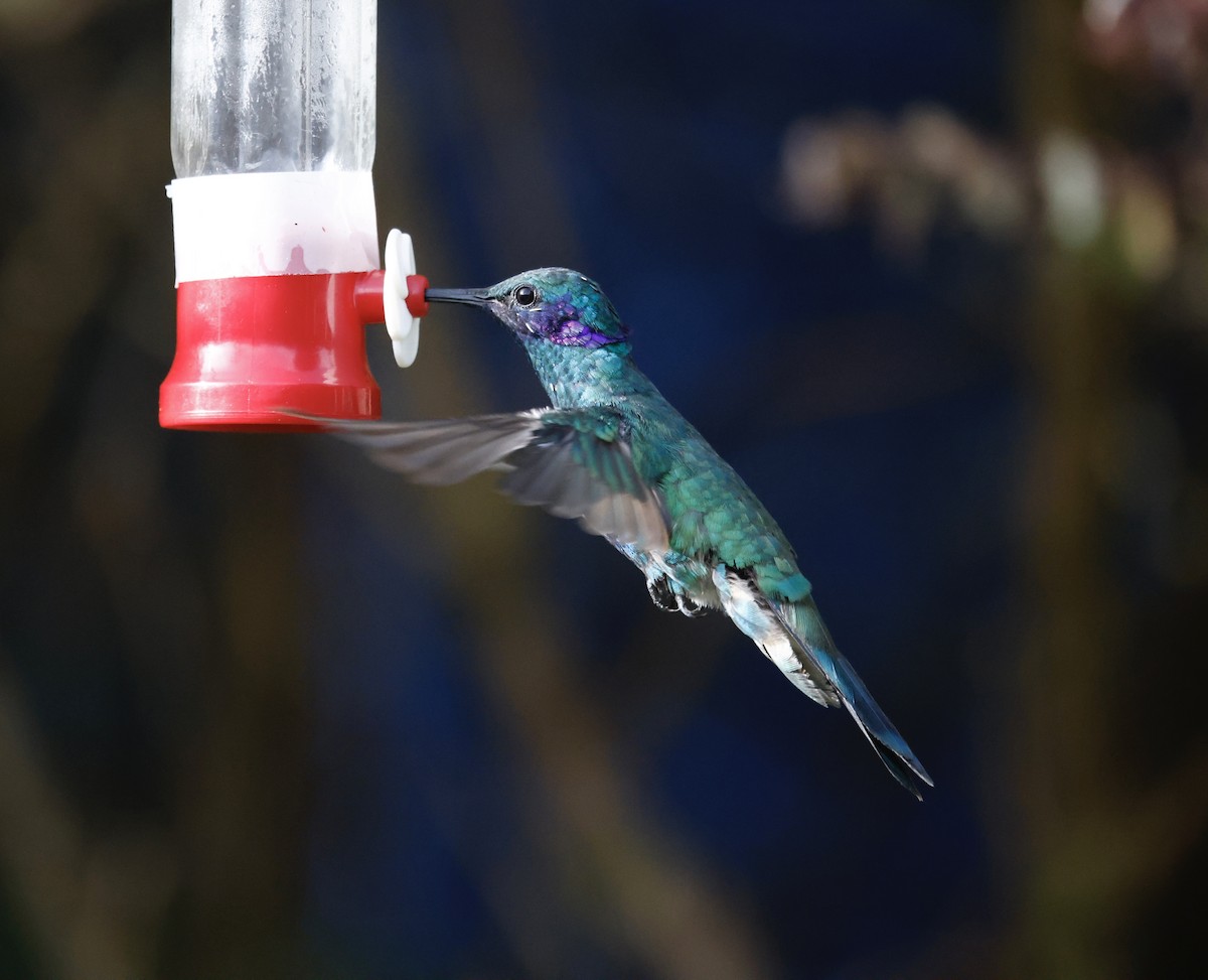 Glanz-Veilchenohrkolibri - ML652252295