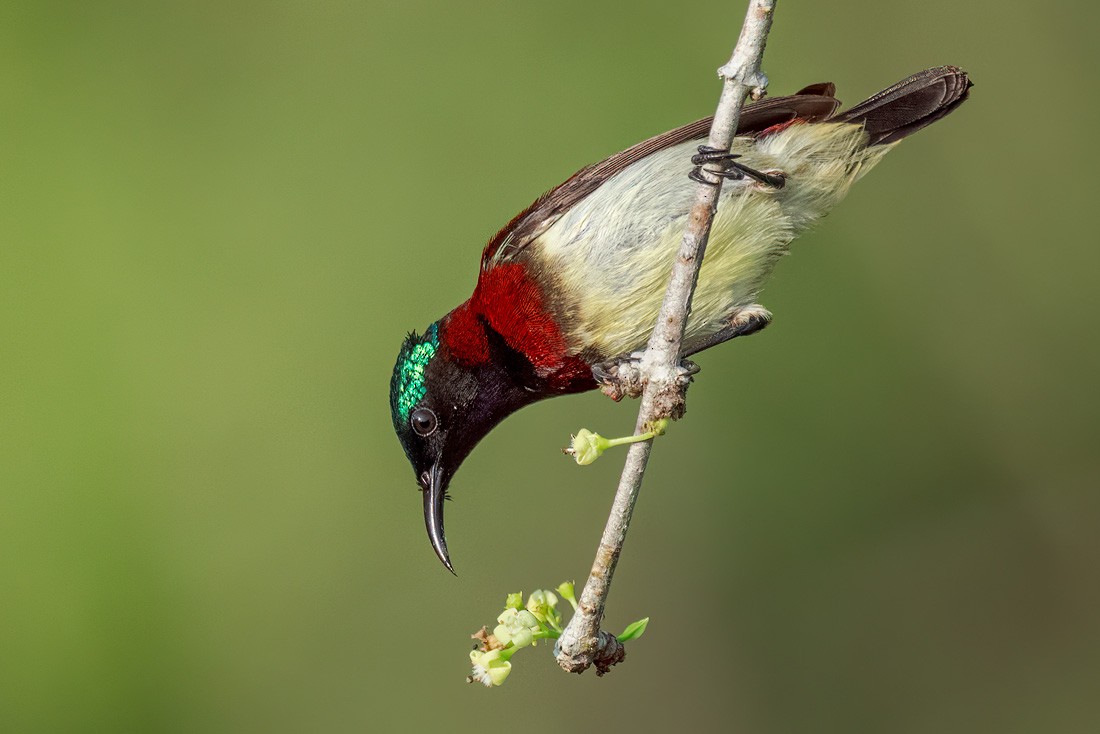 Crimson-backed Sunbird - ML652252308