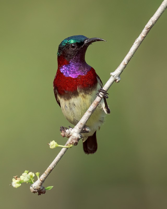 Crimson-backed Sunbird - ML652252309