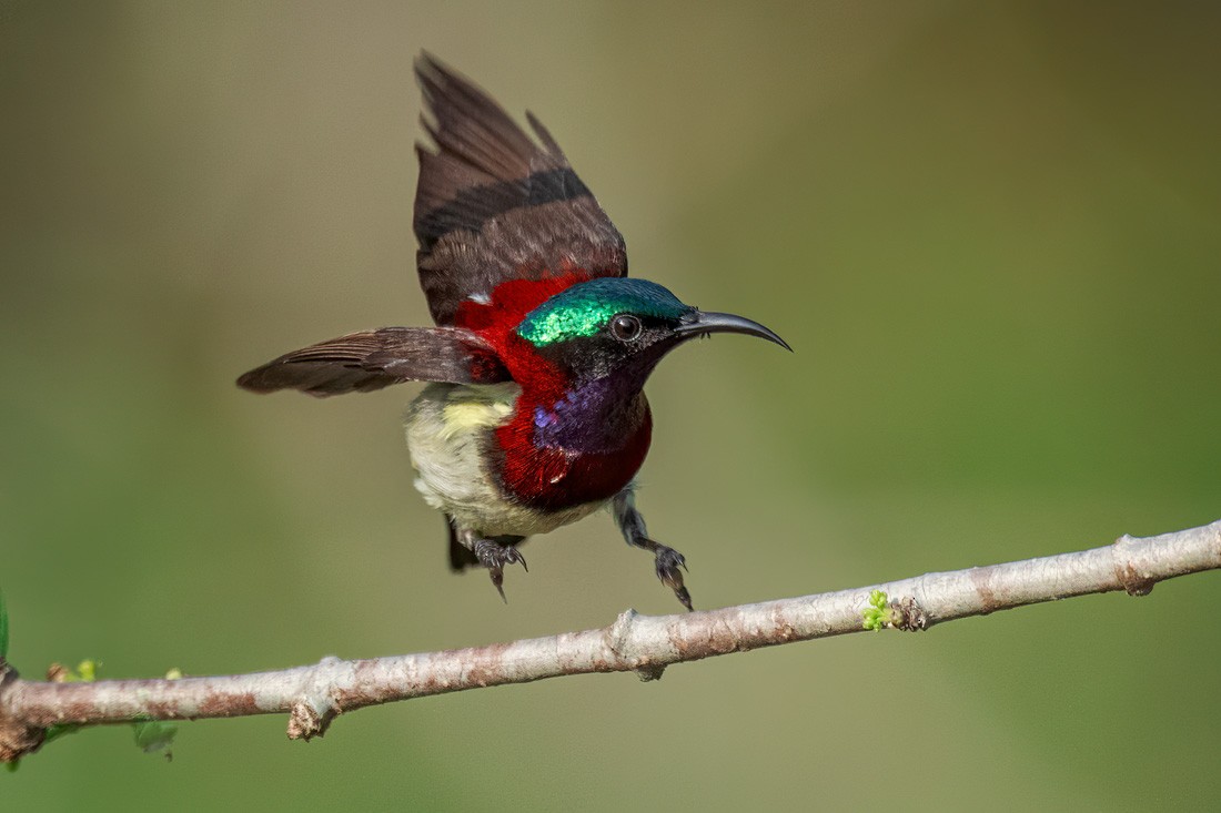 Crimson-backed Sunbird - ML652252310