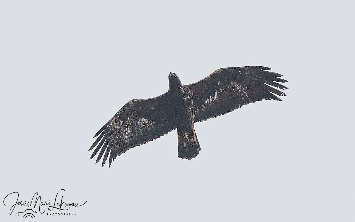 Águila Real - ML652252318