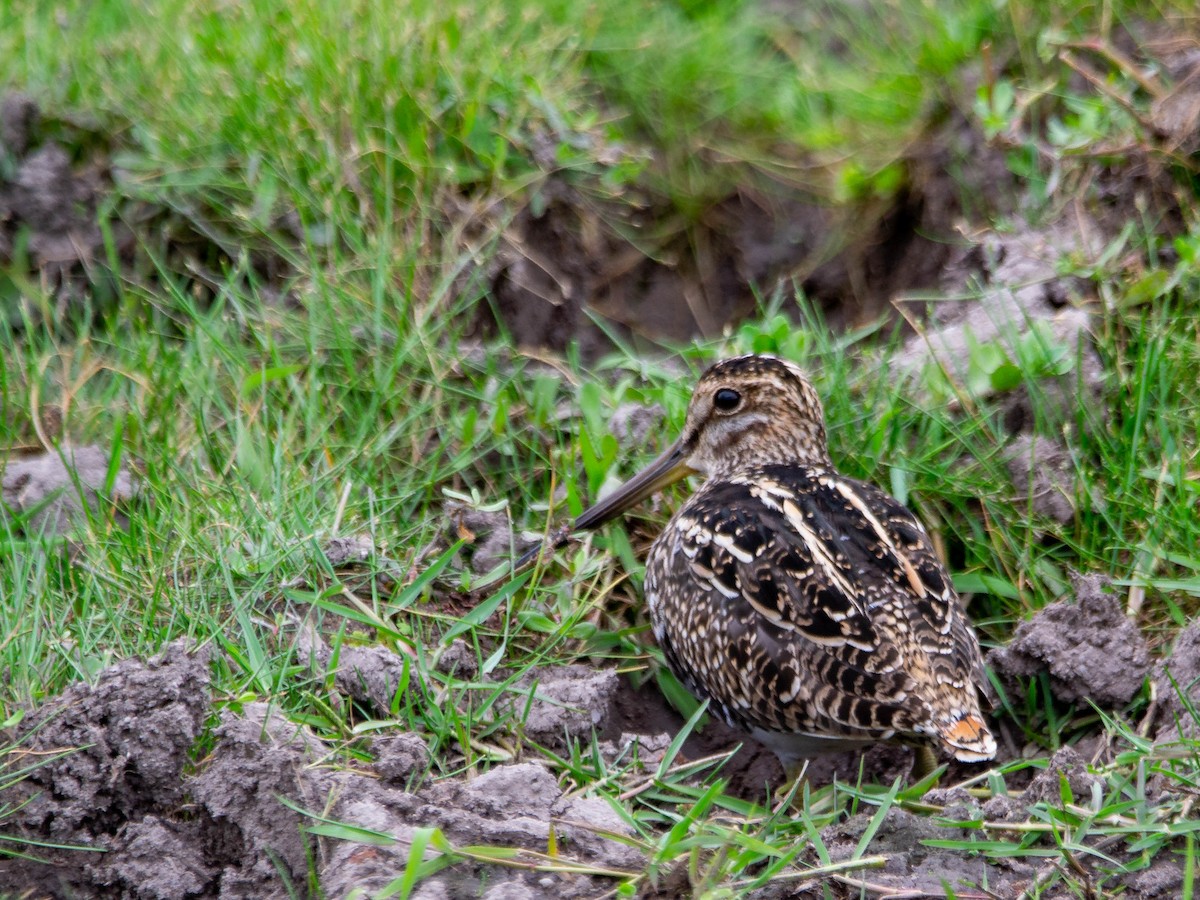 パラグアイタシギ - ML652252320