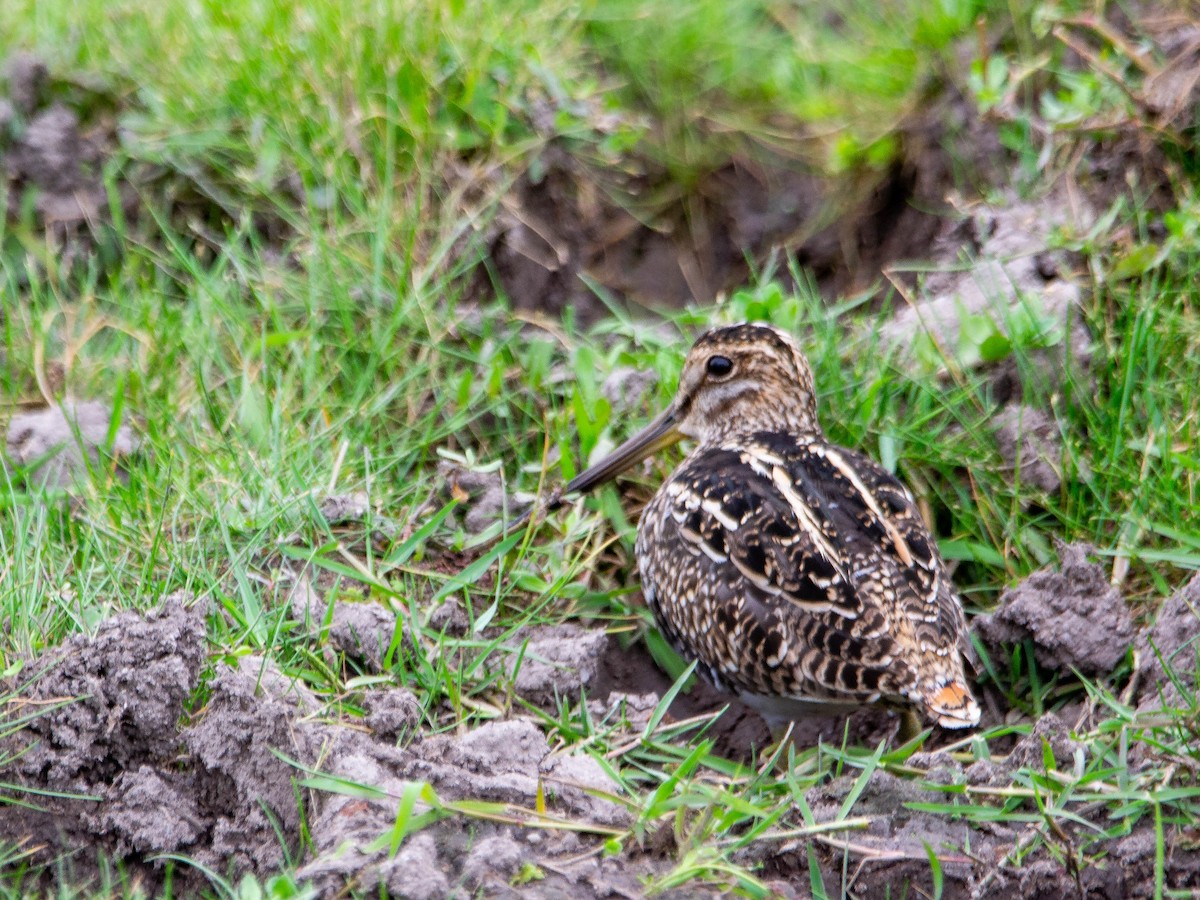 パラグアイタシギ - ML652252321