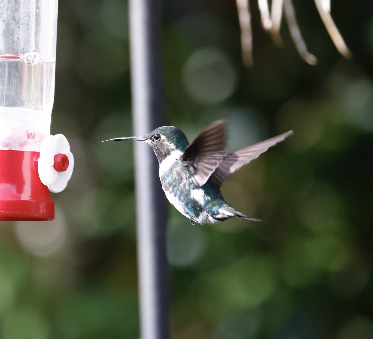 Weißbauchelfe - ML652252353