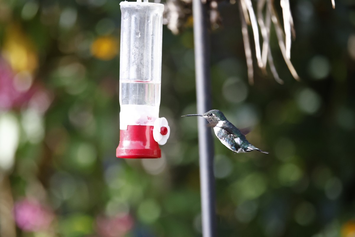 Weißbauchelfe - ML652252354