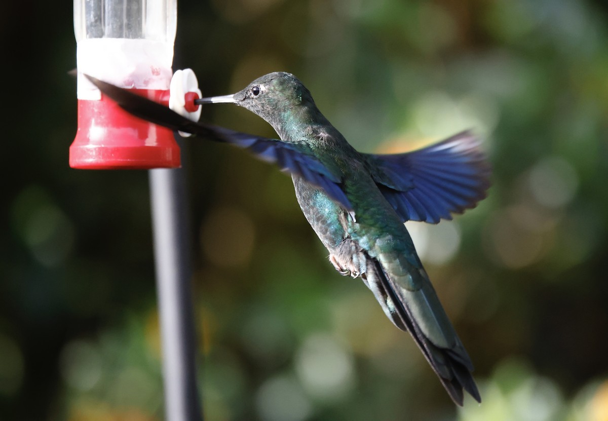 Blauflügelkolibri - ML652252386