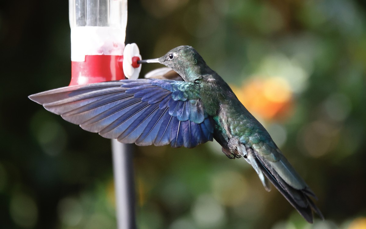 Blauflügelkolibri - ML652252387