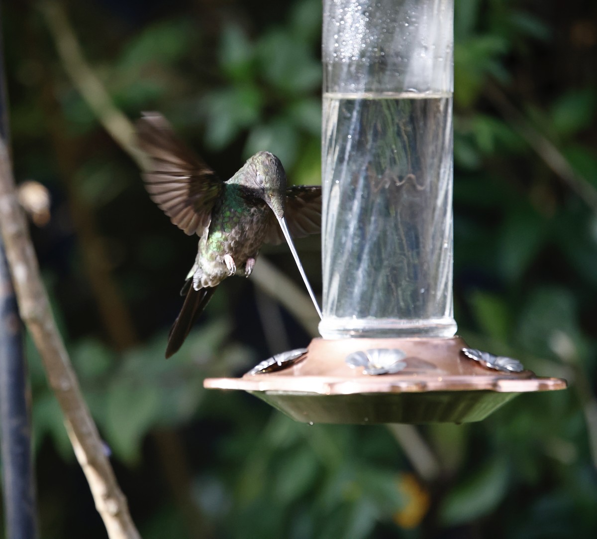 Schwertschnabelkolibri - ML652252406