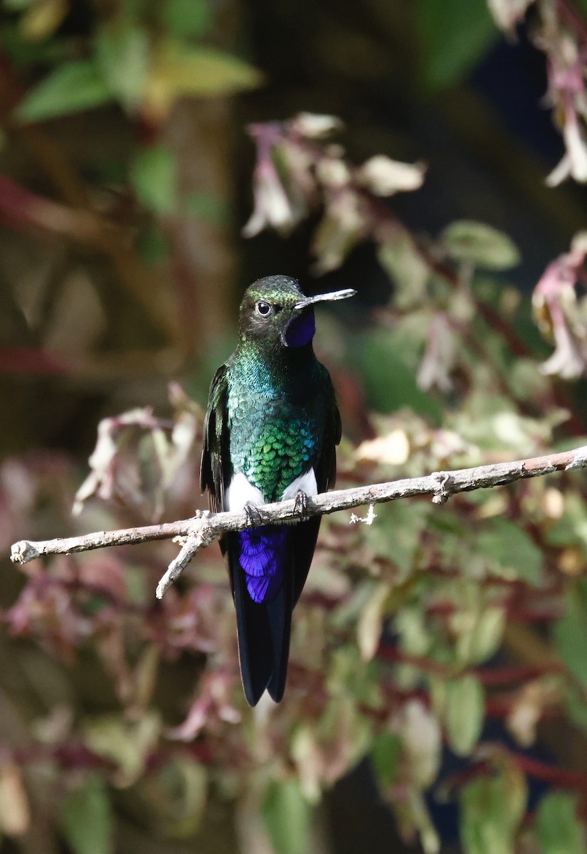 Violettkehl-Höschenkolibri - ML652252426