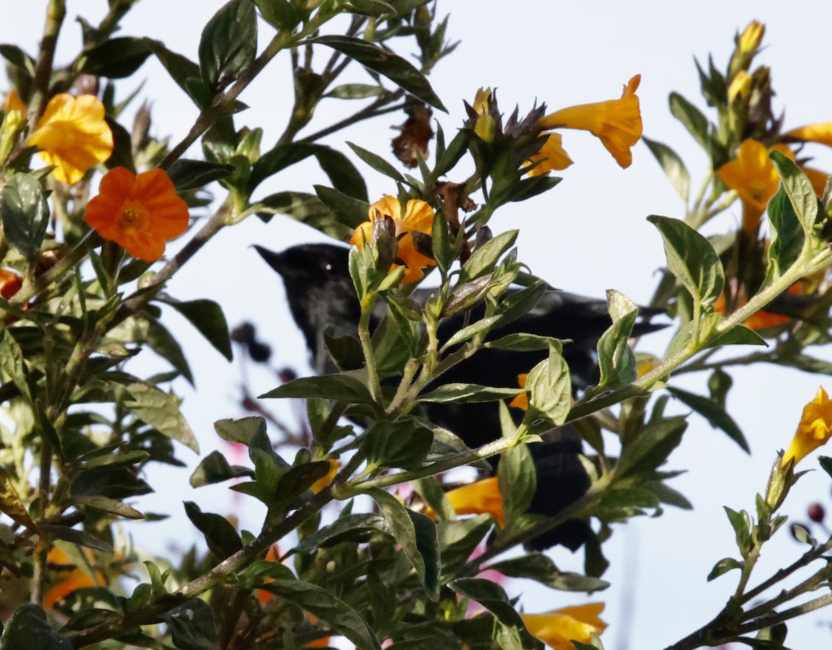 Schwarzhakenschnabel - ML652252475