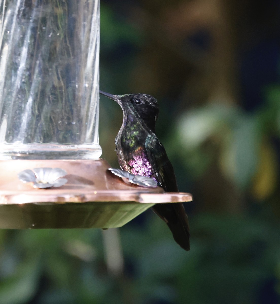 Rosenbauchkolibri - ML652252507