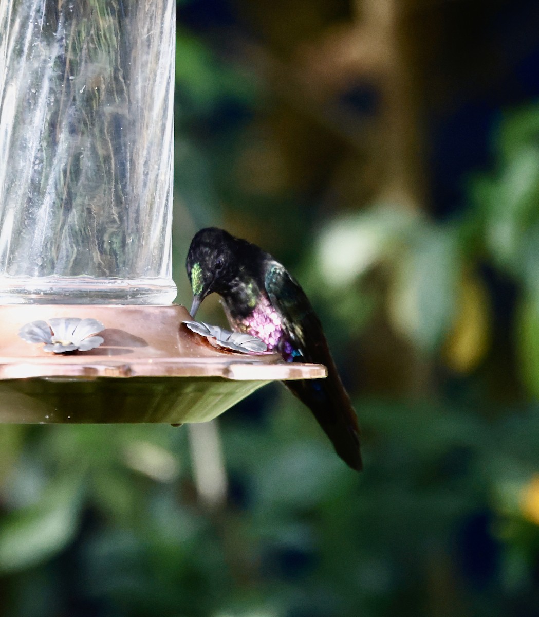 Rosenbauchkolibri - ML652252508