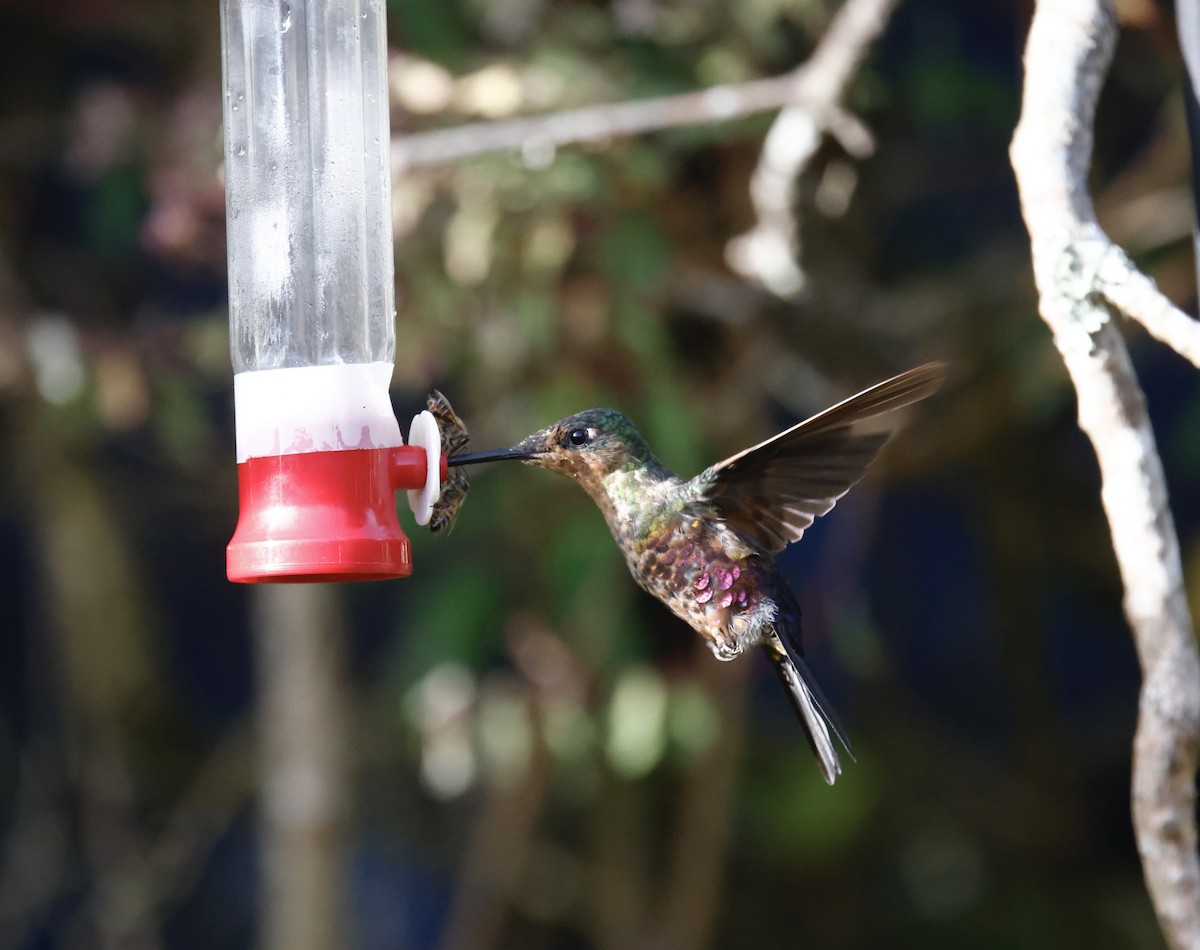 Rosenbauchkolibri - ML652252545