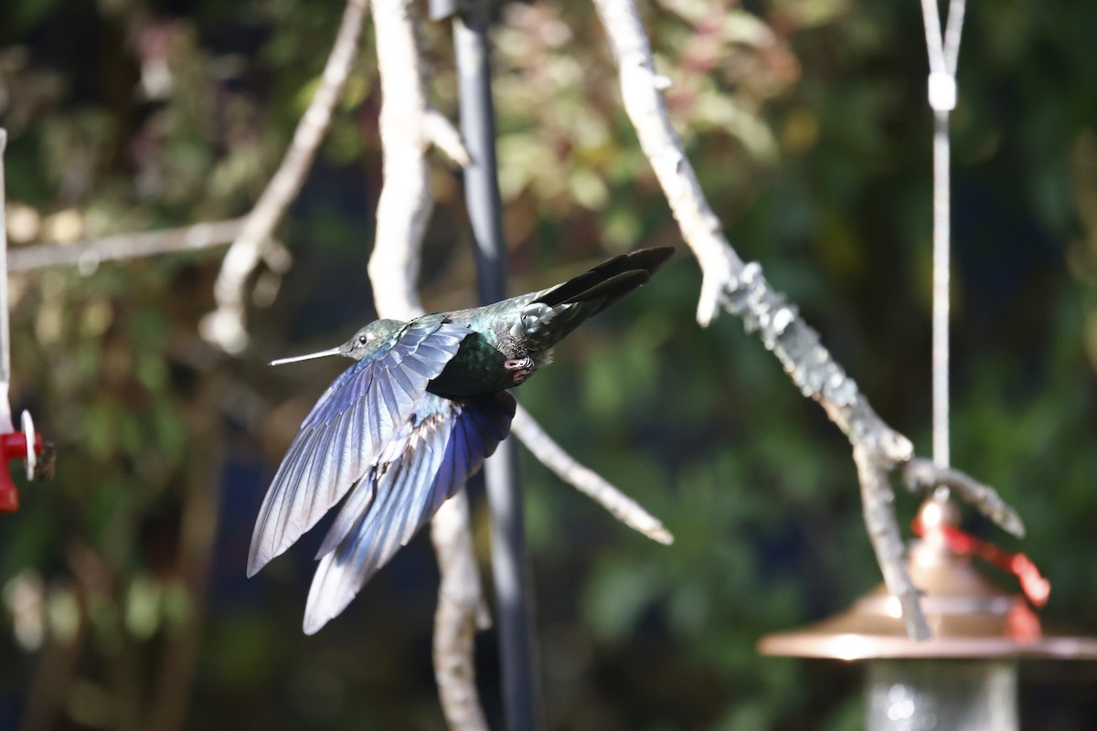 Blauflügelkolibri - ML652252586