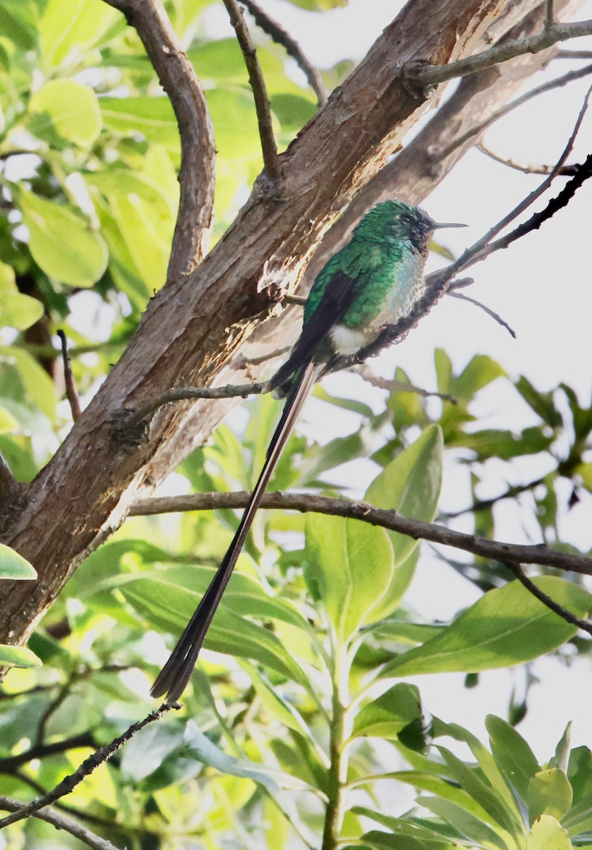 Schwarzschwanzsylphe - ML652252662