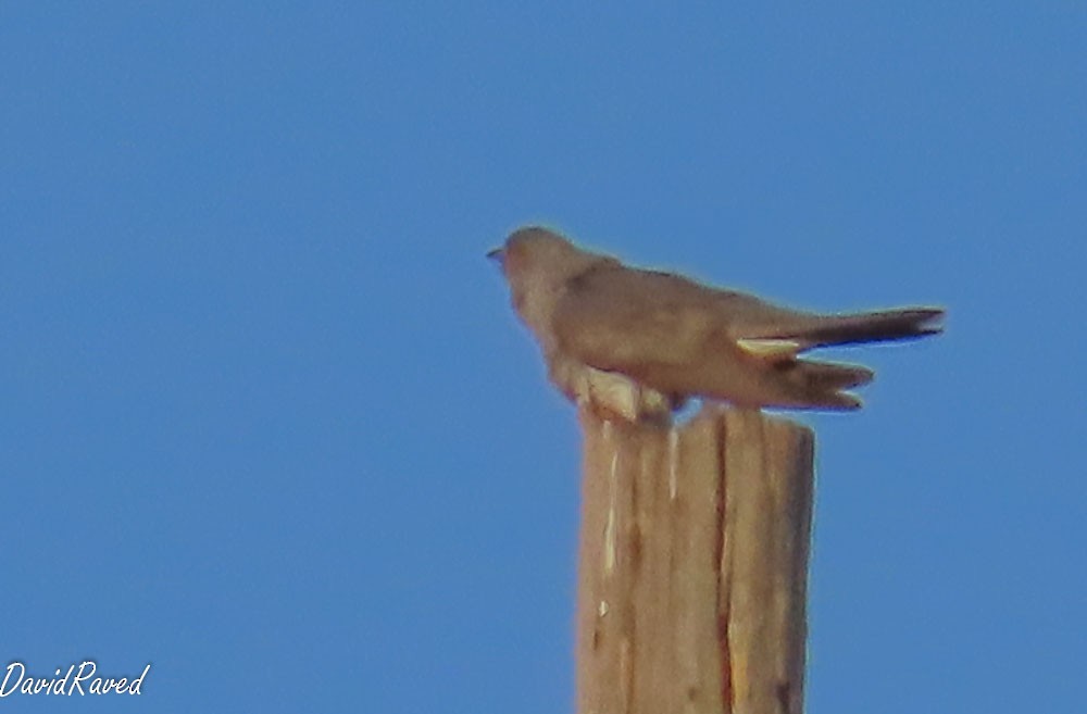 Common Cuckoo - ML652252728