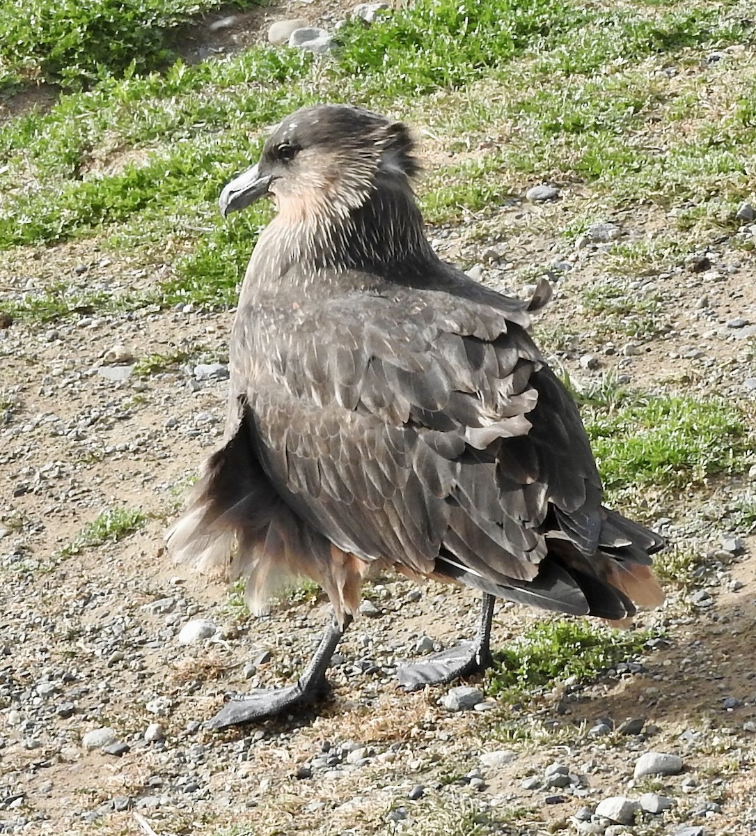 chaluha chilská - ML652252898