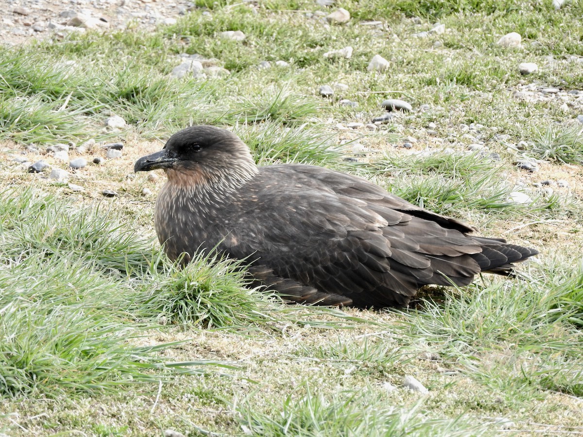 chaluha chilská - ML652252899