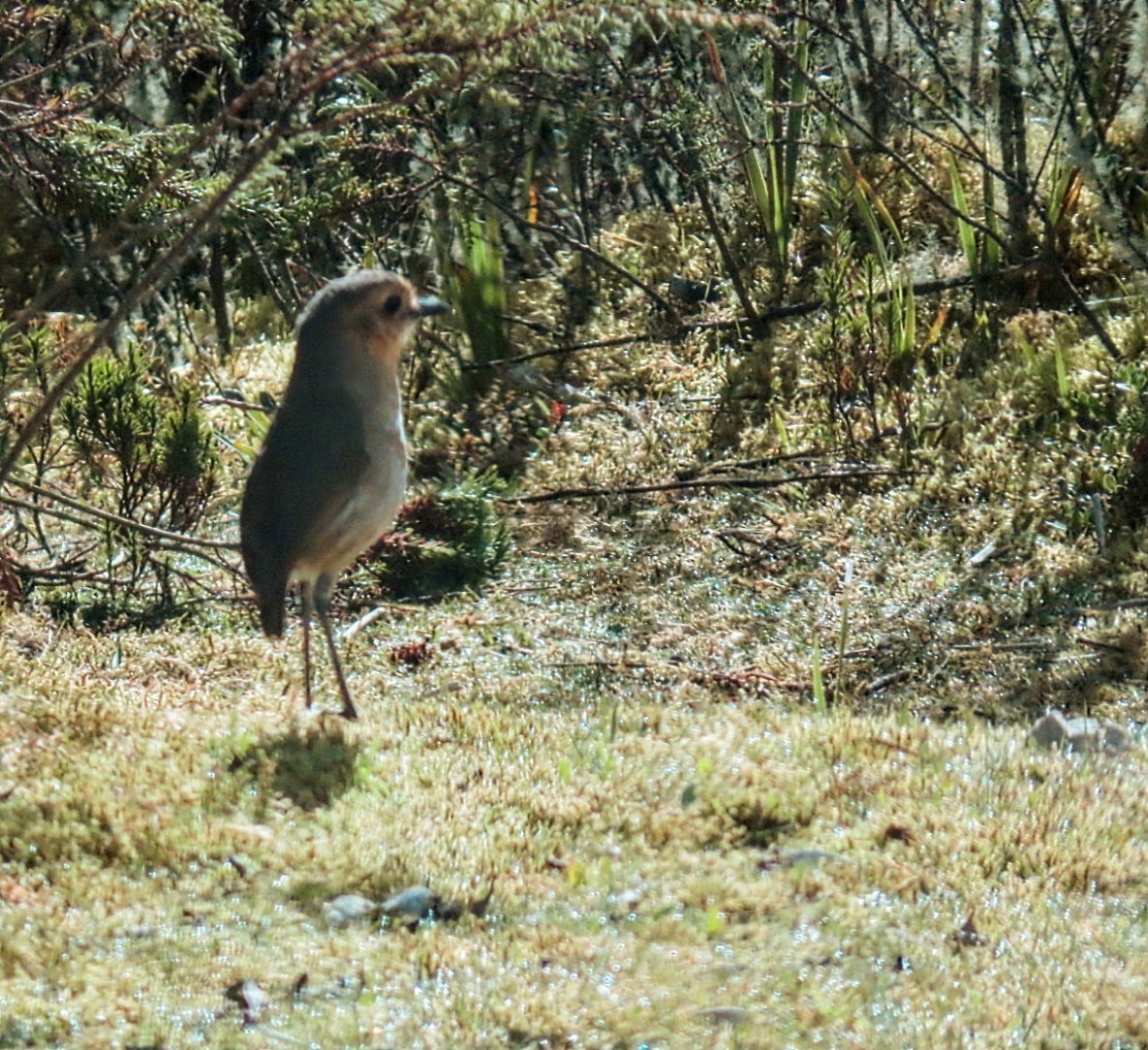 Boyaca Antpitta - ML652253308