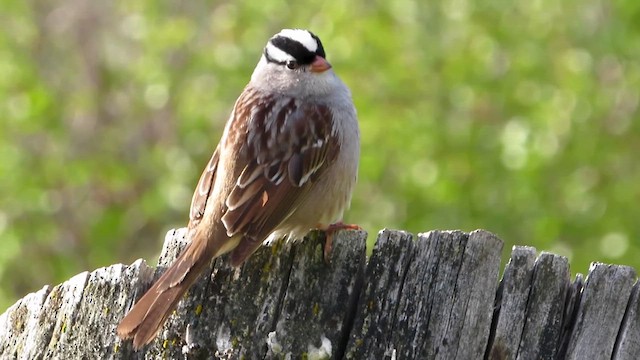 White-crowned Sparrow (oriantha) - ML652253334